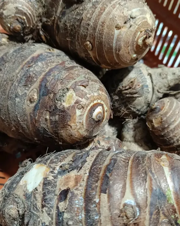 Freshly harvested taro root, still with soil on it to show its freshness. A starchy vegetable that is a staple in many curries and boiled dishes across the Northeast.