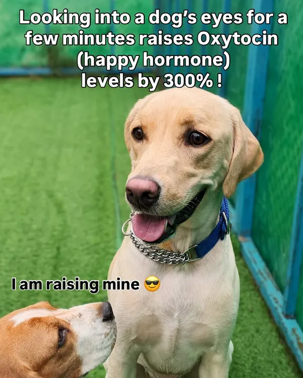 It's a scientific fact! Looking into your dog's eyes raises your happy hormones. We get a happiness boost all day long here.