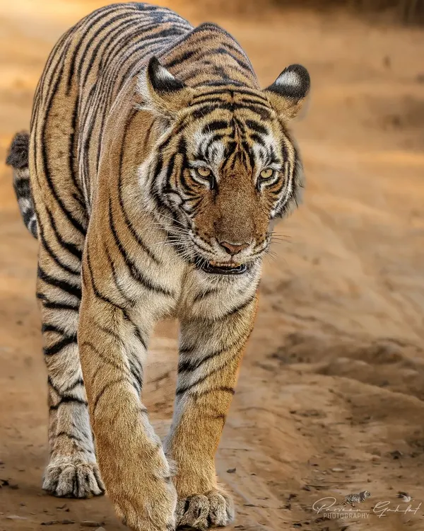A direct and powerful portrait of Riddhi, a tigress from Ranthambore, as she walks towards me. Capturing the intense gaze of these magnificent big cats is a moment of pure adrenaline and respect.