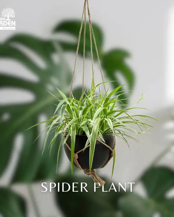 The Spider Plant is a classic hanging plant, known for its air-purifying qualities and easy-going nature. It looks great in our hanging planters.