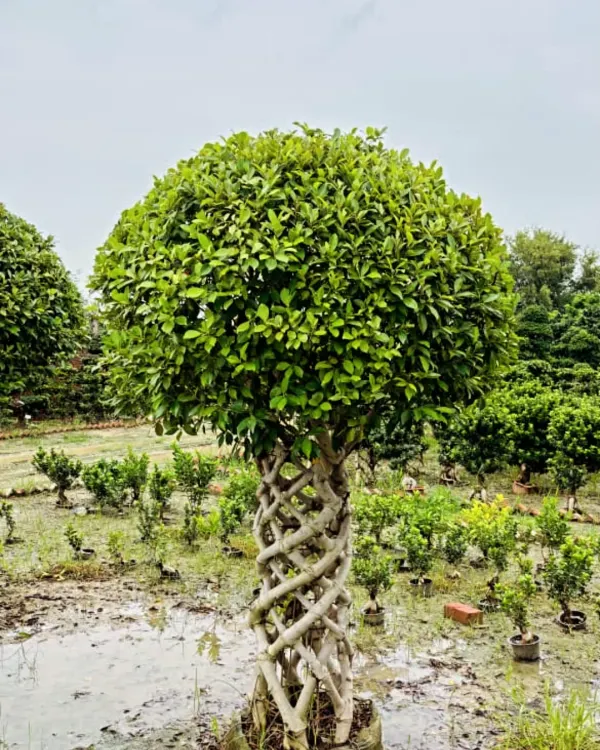 A close look at one of my prized Ficus bonsai trees. The intricate, woven trunk is a result of careful, patient work, creating a mature and artistic look for any serious plant collector or garden enthusiast.