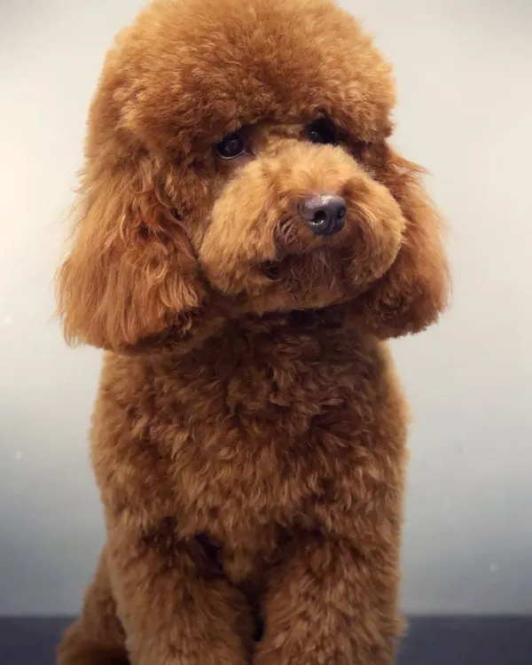 This is the result we strive for with every groom: a perfectly styled, happy, and comfortable poodle. We specialize in breed-specific cuts, ensuring your pet looks their absolute best.