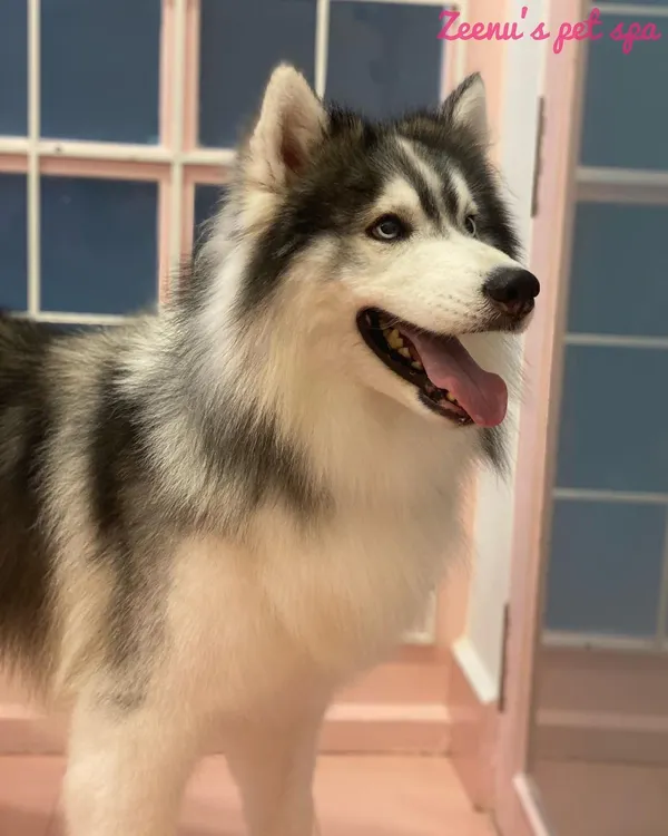 Gunner the handsome Husky is looking magnificent after his deshedding treatment. This process removes loose undercoat, reducing shedding and keeping his skin healthy.