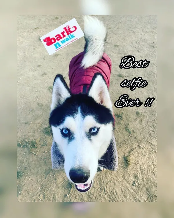 Meet Tara, one of my lovely regulars. This close-up shot captures the happy sparkle in her eye after a good play session. My goal is to send every dog home tired, happy, and looking forward to their next visit.