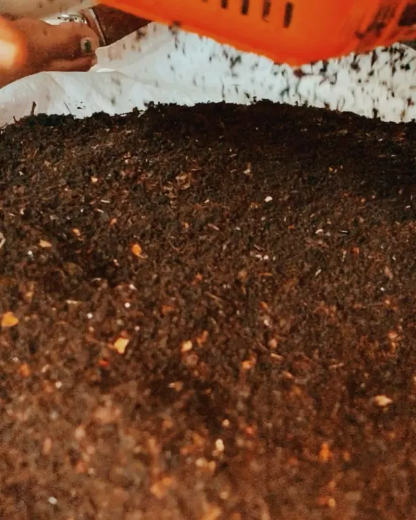 This is the reward for your efforts: rich, dark, crumbly compost. We call it 'black gold' because it is one of the most valuable things you can give back to the soil, completing the natural cycle.