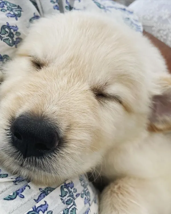 This is what pure comfort looks like. We make sure every baby, especially a tiny puppy like little Leo here, feels completely safe and loved enough to fall asleep so peacefully in our arms. This is the core of our cage-free home boarding.