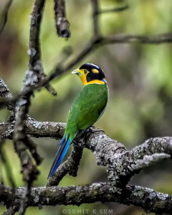 The Long-tailed Broadbill, a stunningly beautiful and elusive resident of the lower Himalayan forests. Photographing this bird during my Dehradun expedition was a dream come true.