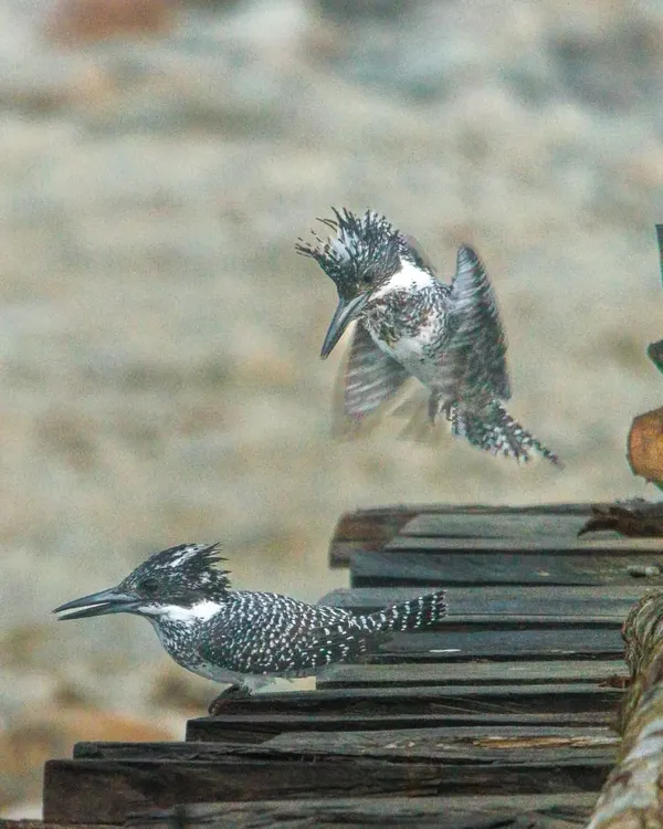 A dramatic mating sequence of Crested Kingfishers at Corbett National Park. The male hovers above the female before attempting to mate.