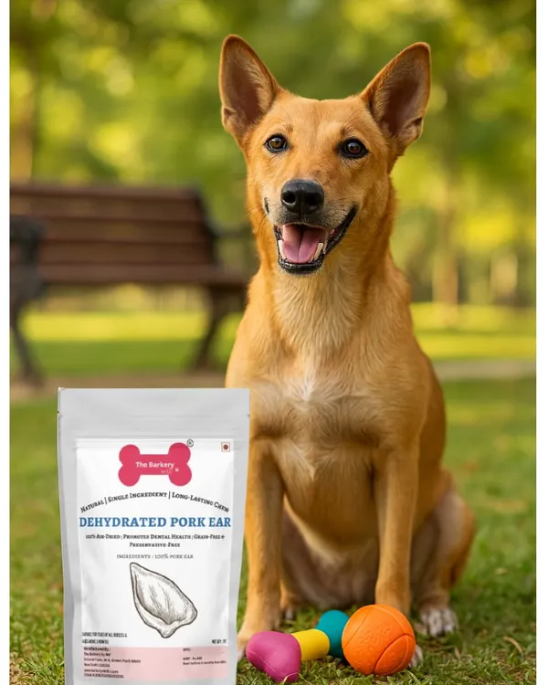 A happy dog with our Dehydrated Pork Ear. This single-ingredient chew is perfect for dogs of all breeds, providing a safe and satisfying way to promote dental health. It's vet-approved and safe for puppies over three months old.