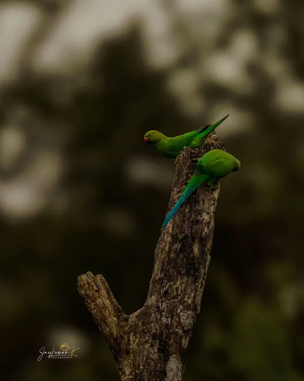 Two Rose-Ringed Parakeets share a quiet moment on a dead tree stump. The dark, moody background makes their brilliant green plumage stand out.