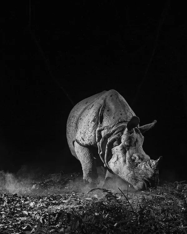 A Greater one-horned Rhino charges forward, dust kicking up from the ground. The high-contrast monochrome treatment emphasizes its raw power and armor-like skin.
