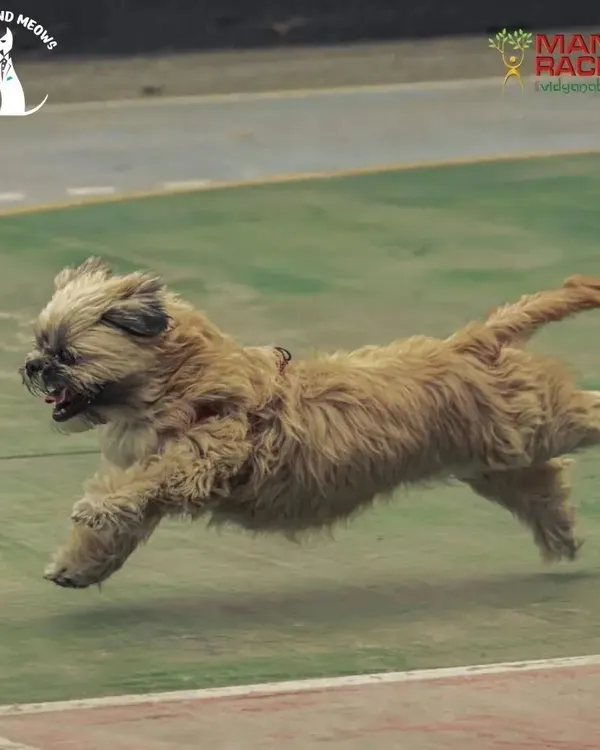 This is what pure joy looks like. I love capturing these high-energy moments at my pet carnivals, where dogs can truly run free and have the time of their lives. This action shot from a race at the Pawsome Olympics shows the kind of dynamic, fun-filled activities we organize.