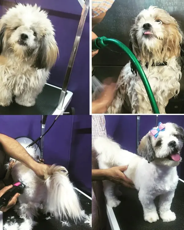 From shaggy to chic. This collage showcases our grooming process for a Shih Tzu, including a thorough wash, a professional clip using our grooming tools, and the final, happy result. Regular grooming is essential for a pet's well-being.