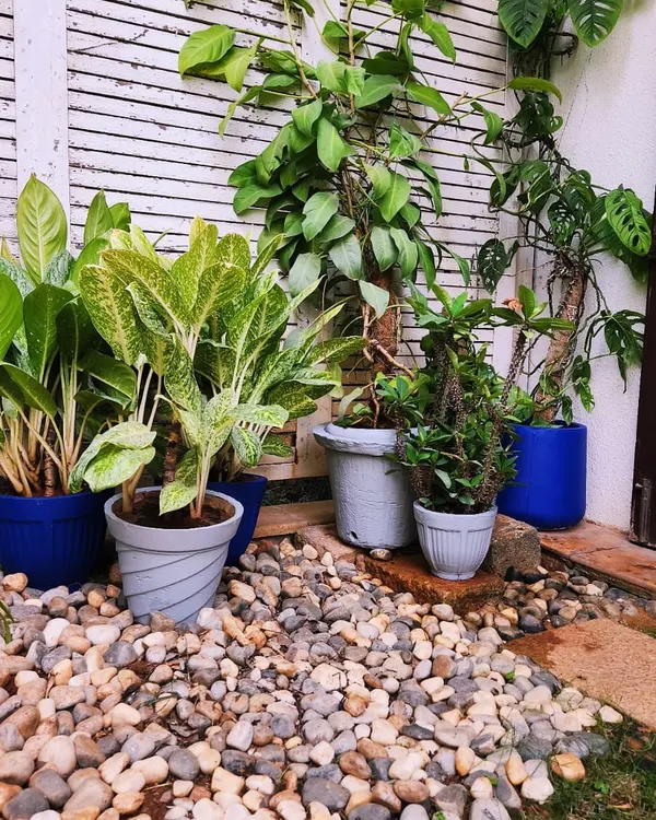 A beautiful corner of a garden makeover, where we used a bed of river pebbles to create a clean, textured base for a collection of potted plants. The pebbles also help with drainage and weed suppression.