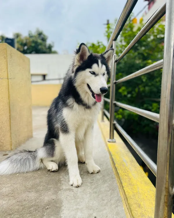 A majestic Siberian Husky enjoying the view from our terrace. We provide a stimulating environment where dogs can play or simply relax and watch the world go by.