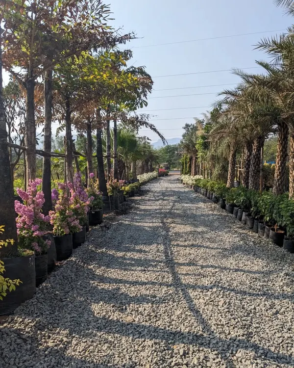 A view from one of my sourcing trips to a nursery in Pune. I love walking down these paths, surrounded by rows of mature trees and plants, to find the perfect specimens for our projects.