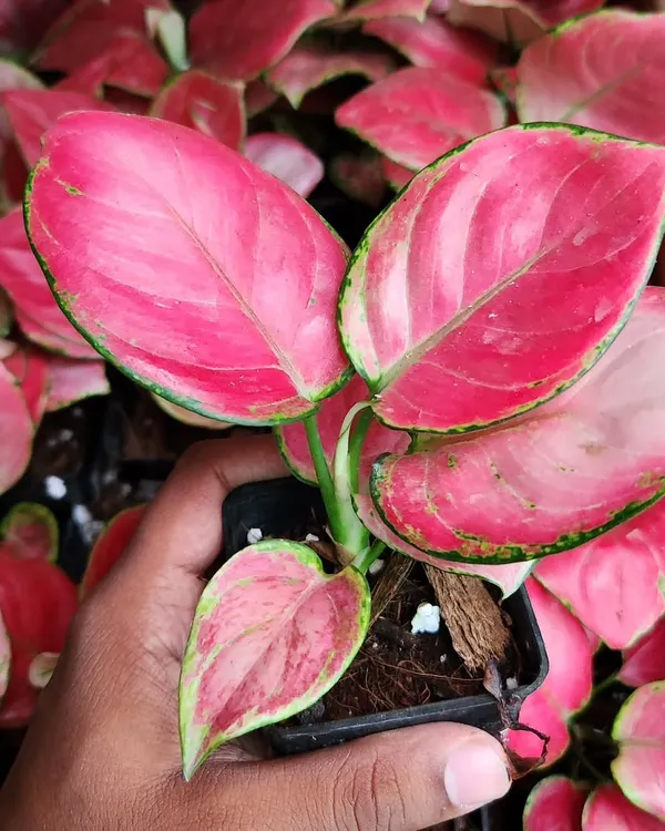 The Pink Aglaonema is a real showstopper. Its vibrant color can brighten up any room, and it's surprisingly easy to care for.