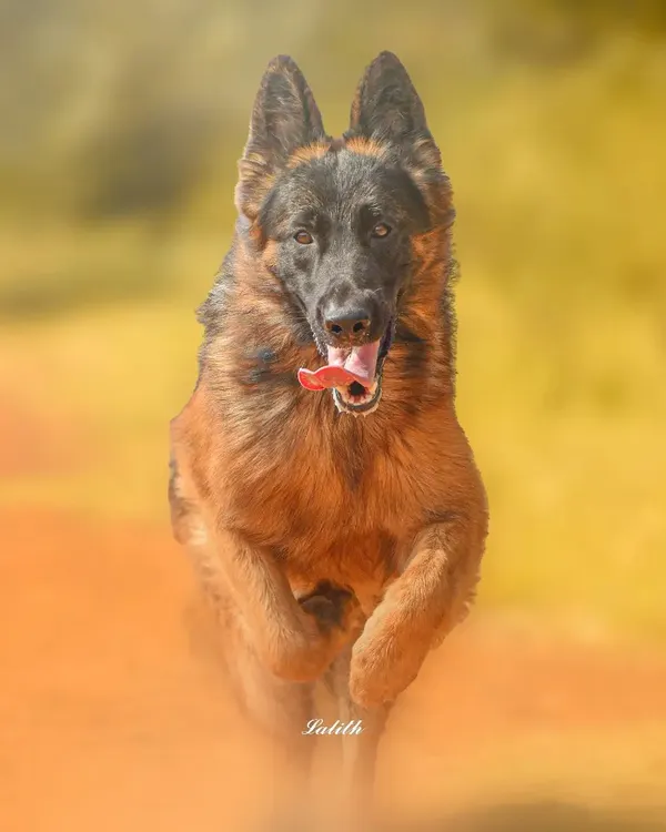 This is what pure joy looks like. Capturing Thor the German Shepherd mid-run, with his paws kicking up dust and a happy look on his face, is why I love outdoor action shots.