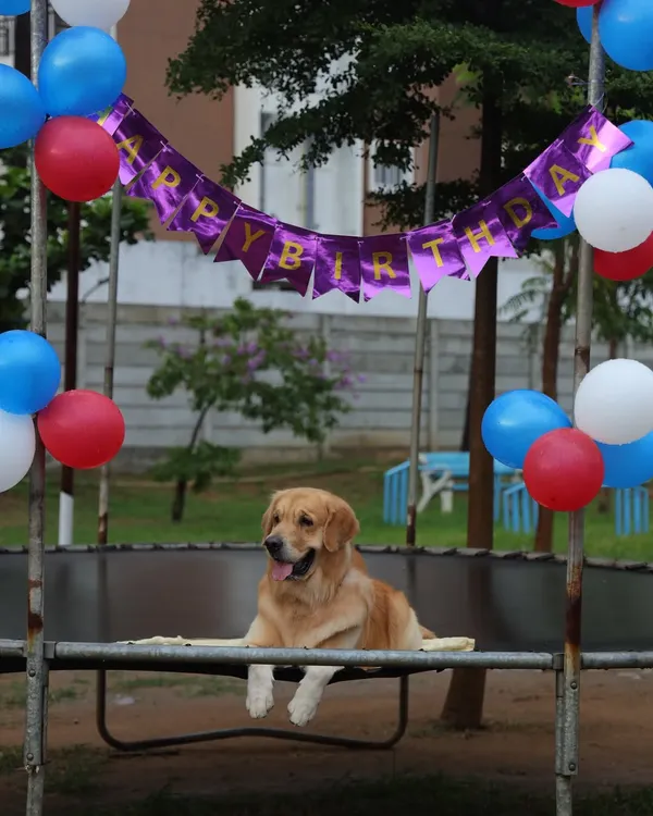 The birthday boy deserves the best seat in the house. We love hosting dog birthday parties and making your pup's special day truly memorable.