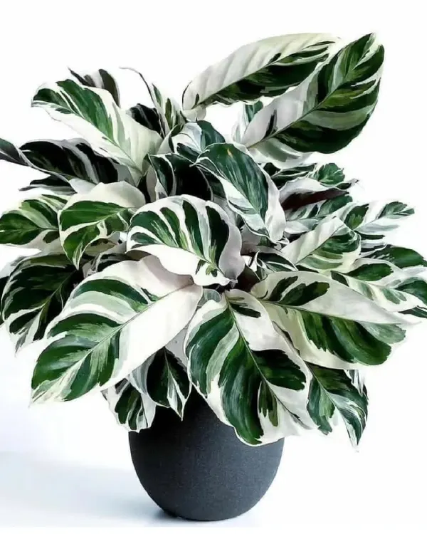This stunning Calathea White Fusion is a perfect example of the unique and beautiful plants I can source for you. Its painted-like leaves make it a true living piece of art for any home.