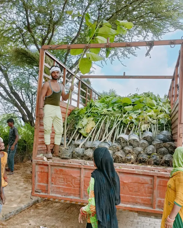 My team loading up young trees and saplings onto our truck. We handle the entire logistics process, from nursery to final planting site.