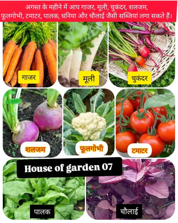 In August, you can plant vegetables like carrots, radish, beetroot, turnip, cauliflower, tomato, spinach, and amaranth. I can help you start your own vegetable patch.
