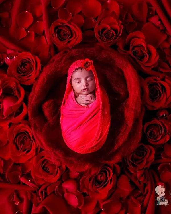 A striking newborn portrait featuring a baby swaddled in vibrant red, surrounded by a bed of rich red rose petals. This bold and beautiful setup creates a dramatic and unforgettable image.