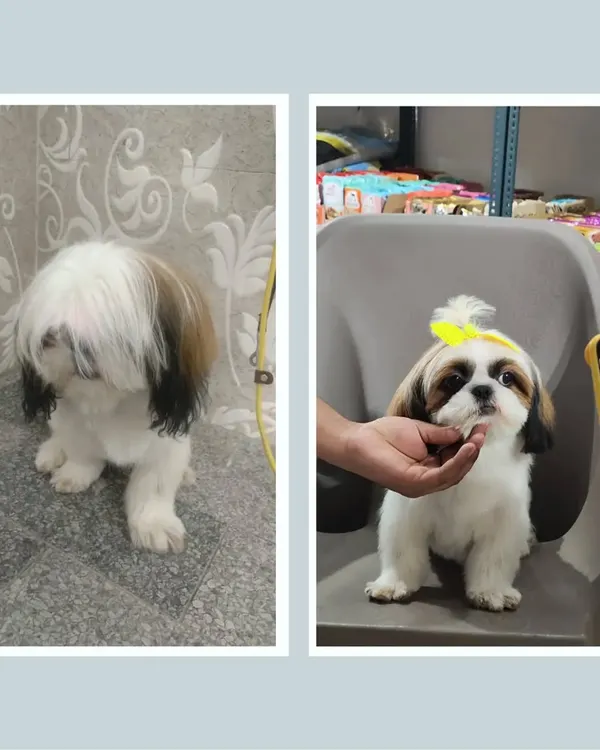 This is the kind of Shih Tzu transformation I love to do. A careful haircut and styling can completely change their look, bringing out their bright eyes and happy personality.