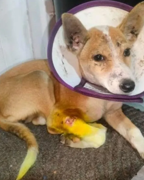 This 3.5-month-old female Indie puppy is recovering from an injury, wearing a cone and with a bandaged leg. She is a little fighter looking for a safe home.
