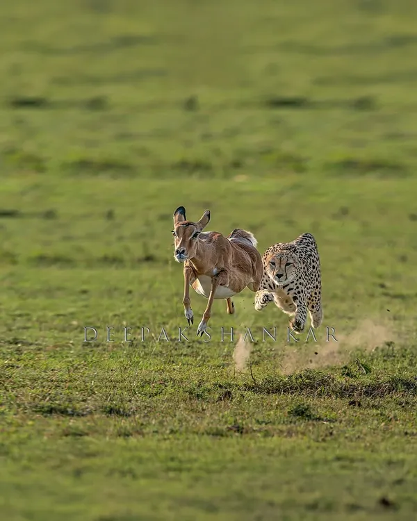 This is the full scene of the "Flying Hunt," a moment that holds a special place in my heart. It’s a story of speed, survival, and the raw beauty of the wild.