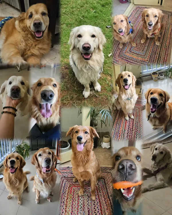 One of the greatest privileges of my career is getting to know so many wonderful Golden Retrievers. This collage is a celebration of just some of the sweet faces I've had the pleasure of working with.
