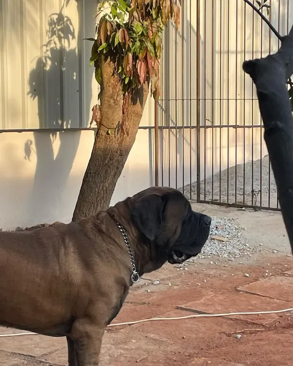 This gentle giant, a beautiful Mastiff, is one of our first guests who helped supervise our renovation. We are equipped to comfortably house and care for large breed dogs, ensuring they have plenty of space.