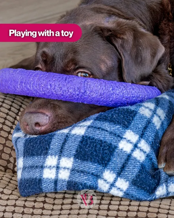 A dog relaxing with its favorite purple toy. Including personal items like this makes the photos even more special.