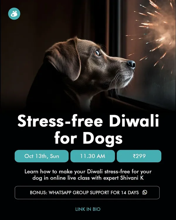 Diwali can be a very stressful time for dogs. My "Stress-free Diwali" class gives you actionable tips and includes 14 days of WhatsApp support to help your dog stay calm amidst the noise and festivities.