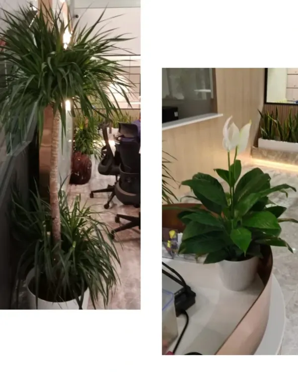 In this office, I used a tall, slender Dracaena plant to add vertical interest without taking up much floor space, while a flowering Peace Lily on the desk adds a touch of elegance. This combination is great for improving air quality in workspaces.