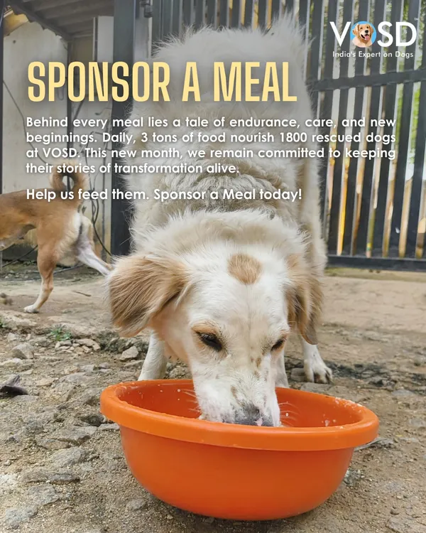 Moxy enjoys her meal, a daily gift made possible by our donors. Sponsoring a meal is a simple, powerful way to ensure that our 1800+ dogs never go hungry.