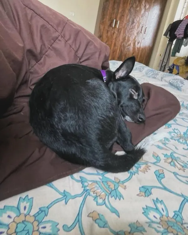 Making herself right at home. This little black beauty found the perfect spot on our bed for a cozy nap.