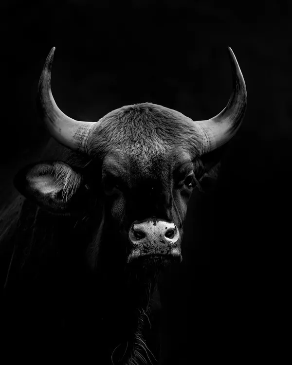 A powerful, low-key portrait of a Gaur, or Indian Bison. The black and white treatment emphasizes its immense size, the texture of its skin, and the formidable curve of its horns. The shadows create a sense of mystery and strength.