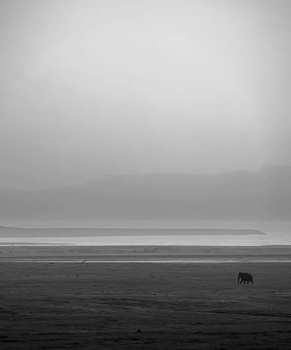 A lone elephant walks along the banks of the Ramganga river in Corbett. This monochrome frame strips away color to focus on the raw poetry of the wild: solitude, stillness, and strength.