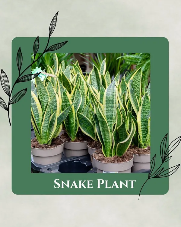 Meet the ultimate survivor: the Snake Plant. It tolerates low light, infrequent watering, and is basically the definition of a low-maintenance plant. Perfect for beginners.