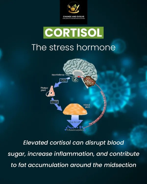 Stubborn belly fat and cravings are often signs of hormonal imbalance. Elevated cortisol, the stress hormone, can disrupt blood sugar and lead to fat accumulation around the midsection.