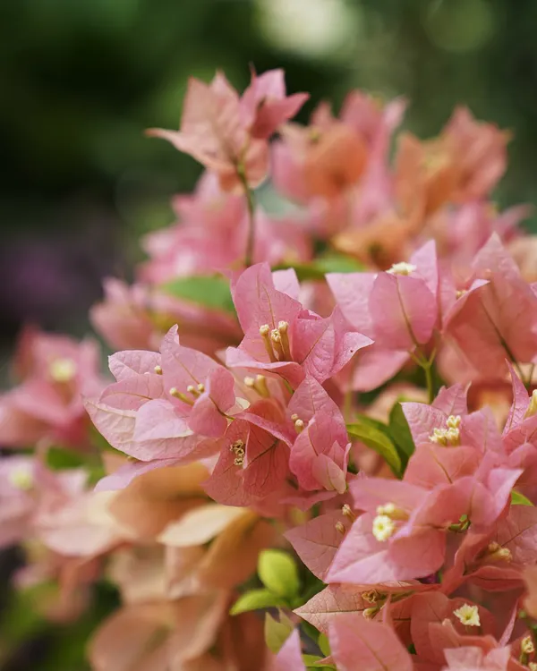 Bougainvilleas are incredibly versatile. Here, their soft pink bracts create a stunning visual. We can help you prune and train them to achieve anything from a neat topiary to a sprawling, natural display.