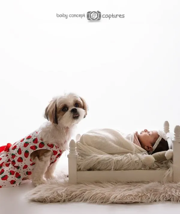 A well-behaved Shih Tzu in a strawberry-print dress sits patiently beside a miniature bed where the newborn is sleeping. This high-key shot is bright, clean, and full of charm.