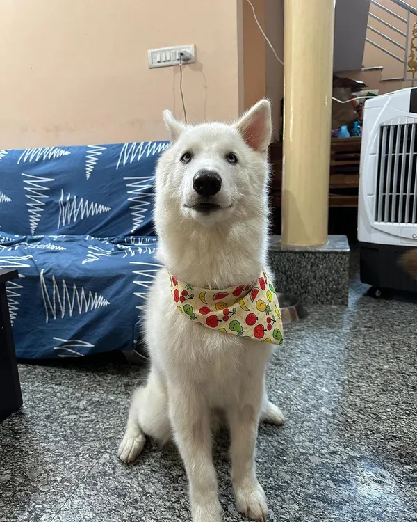 ADOPTED! Vegas, the spirited Husky, has found his forever home. We are so thrilled that this lovable boy will now fill a home with his playful howls and endless affection.