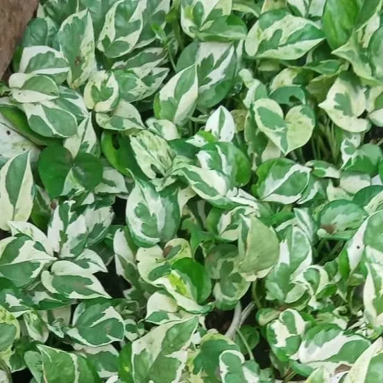 This variegated Pothos is one of our most popular tabletop plant rentals. Its compact size and striking leaves are perfect for personalizing office desks.
