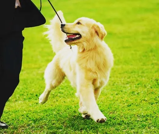 A happy, healthy dog is a dog that gets regular walks. Here we see one of our walkers with a beautiful Golden Retriever, enjoying a brisk walk on a lush green lawn. We ensure every walk is a positive experience, full of exercise and new scents.