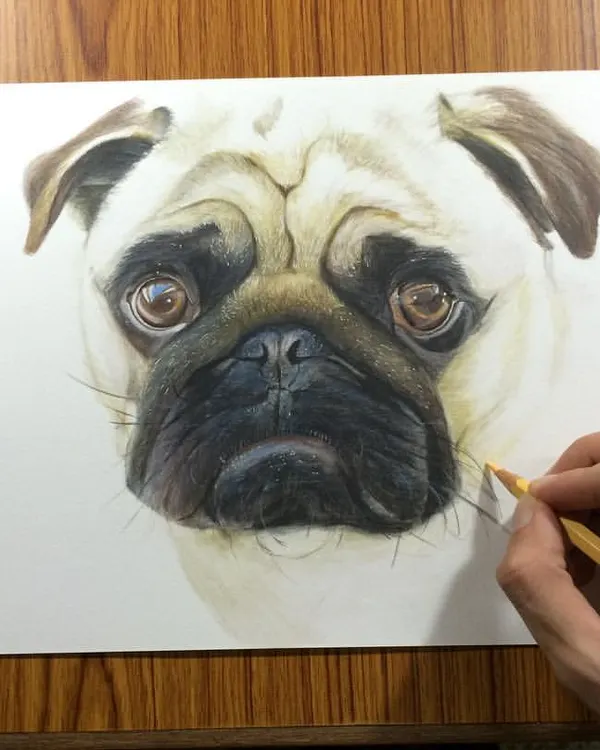 Here is a work-in-progress shot of a color pencil portrait of a pug. I am carefully layering shades of brown and black to create the signature wrinkles and soulful, glossy eyes that are so characteristic of the breed.