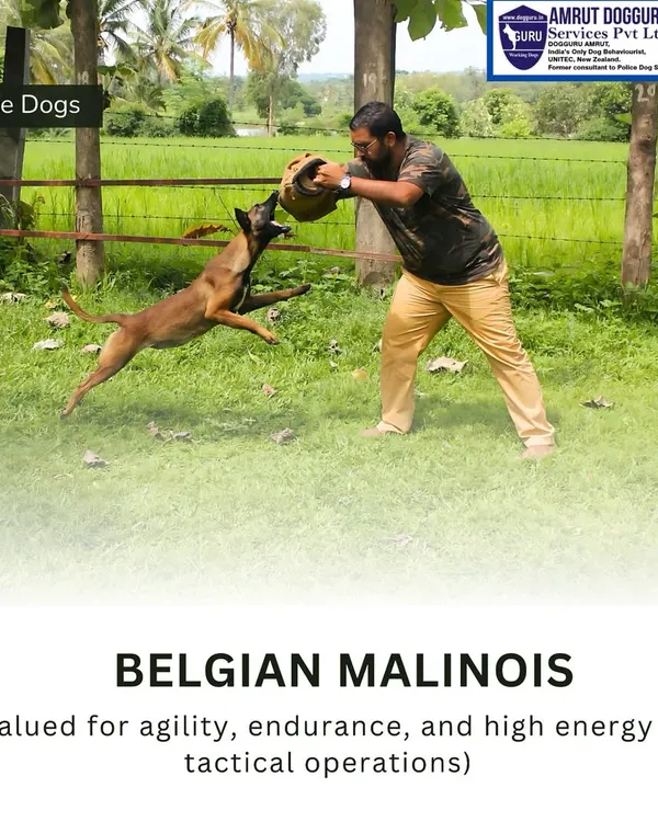 A Belgian Malinois demonstrates peak physical conditioning and drive during a controlled bite-work session. This is the foundation of our protection training, honing the dog's natural instincts into a reliable defense skill.