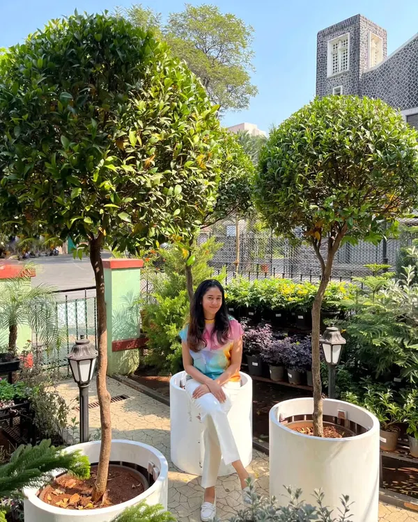 These are beautiful Syzygium Campanulatum, also known as Ficus Christina, shaped into topiary trees. We've potted them in modern white planters, ready to adorn a new landscape site.