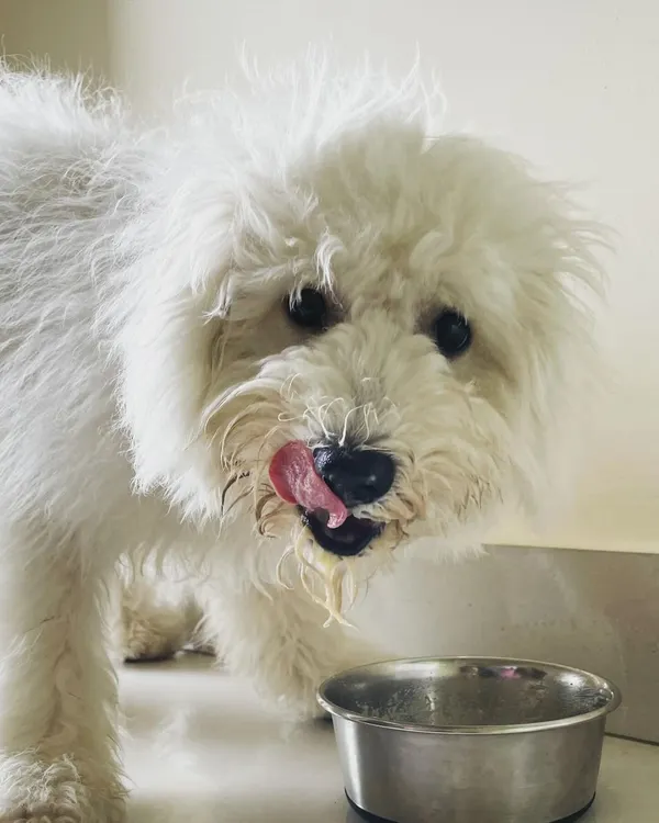 Snowy is licking his lips after a delicious home-style meal. We provide fresh, tasty food three times a day, not bland kibble, to make sure they eat well.